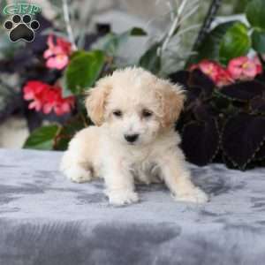 Casey, Bich-Poo Puppy